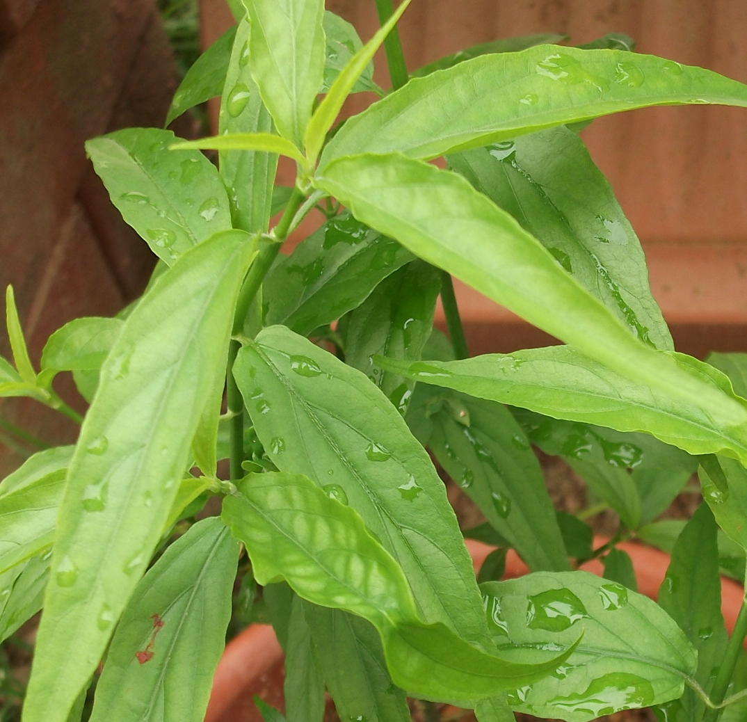 Sabah Snake Grass Dealer Singapore Sabah Snake Grass 优遁草 for Sale