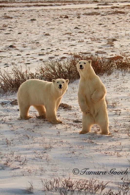 Polar Bears Polar Bears Churchill