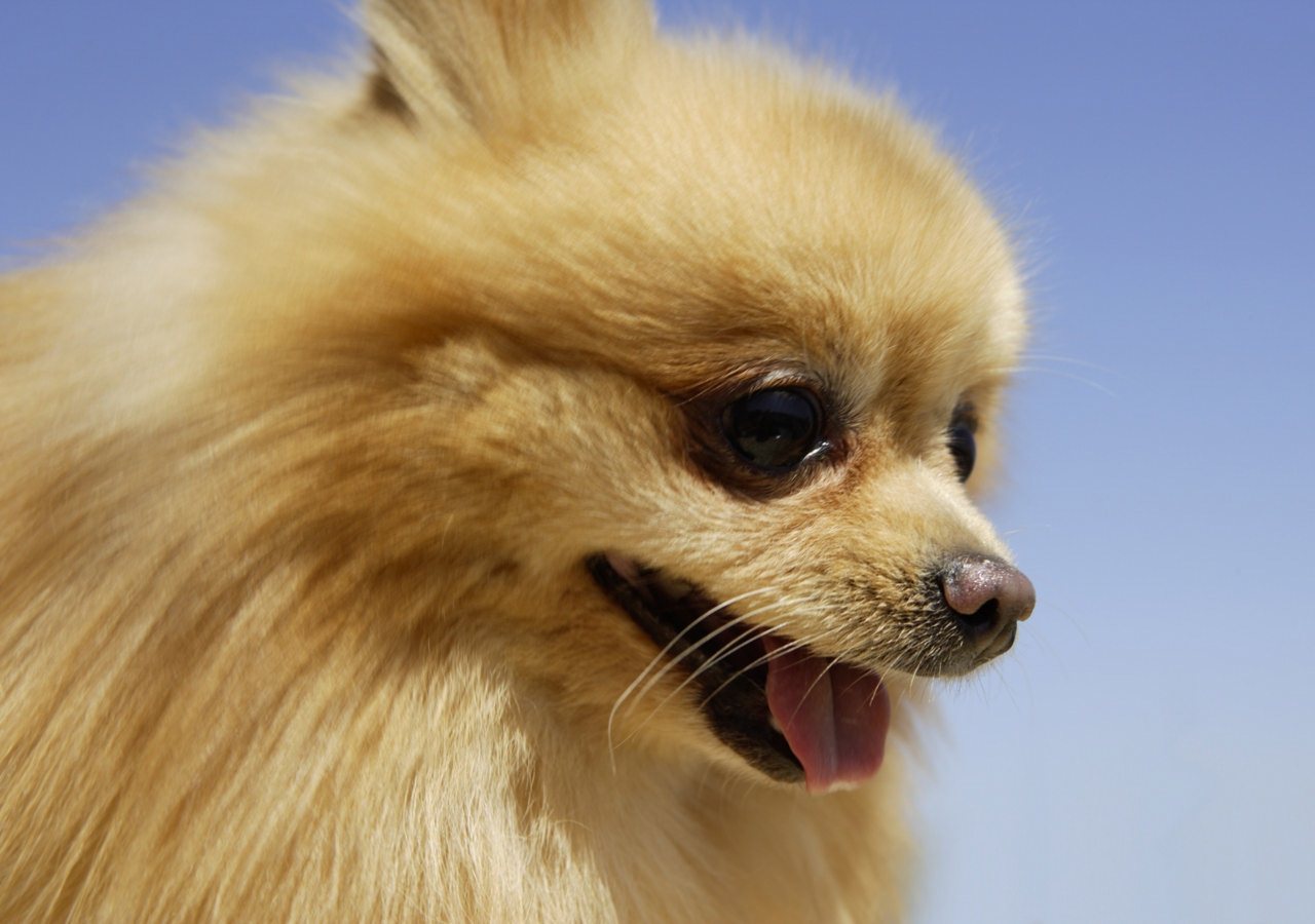 http://2.bp.blogspot.com/-G5nf8c9XSio/TotPPbBsfAI/AAAAAAAAPro/drKV09nDMH0/s1600/Cute%20Dogs%20HD%20Wallpapers%20%2833%29.jpg