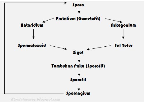 Metagenesis Tumbuhan Paku Homospora Peralihan Dan Heterospora