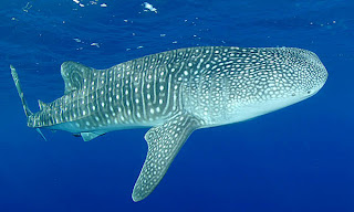 whale shark