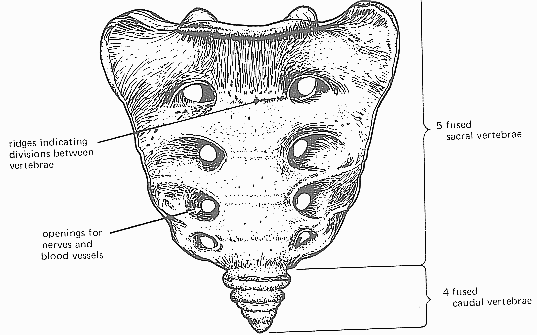Principles of Human Anatomy and Physiology: CHAPTER 7: Anatomy of Bones