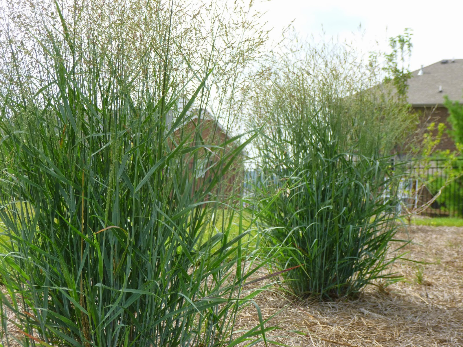 Garden of Aaron August 2014