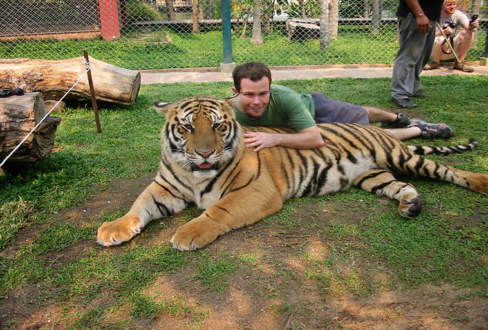 Hug a Tiger for Fun
