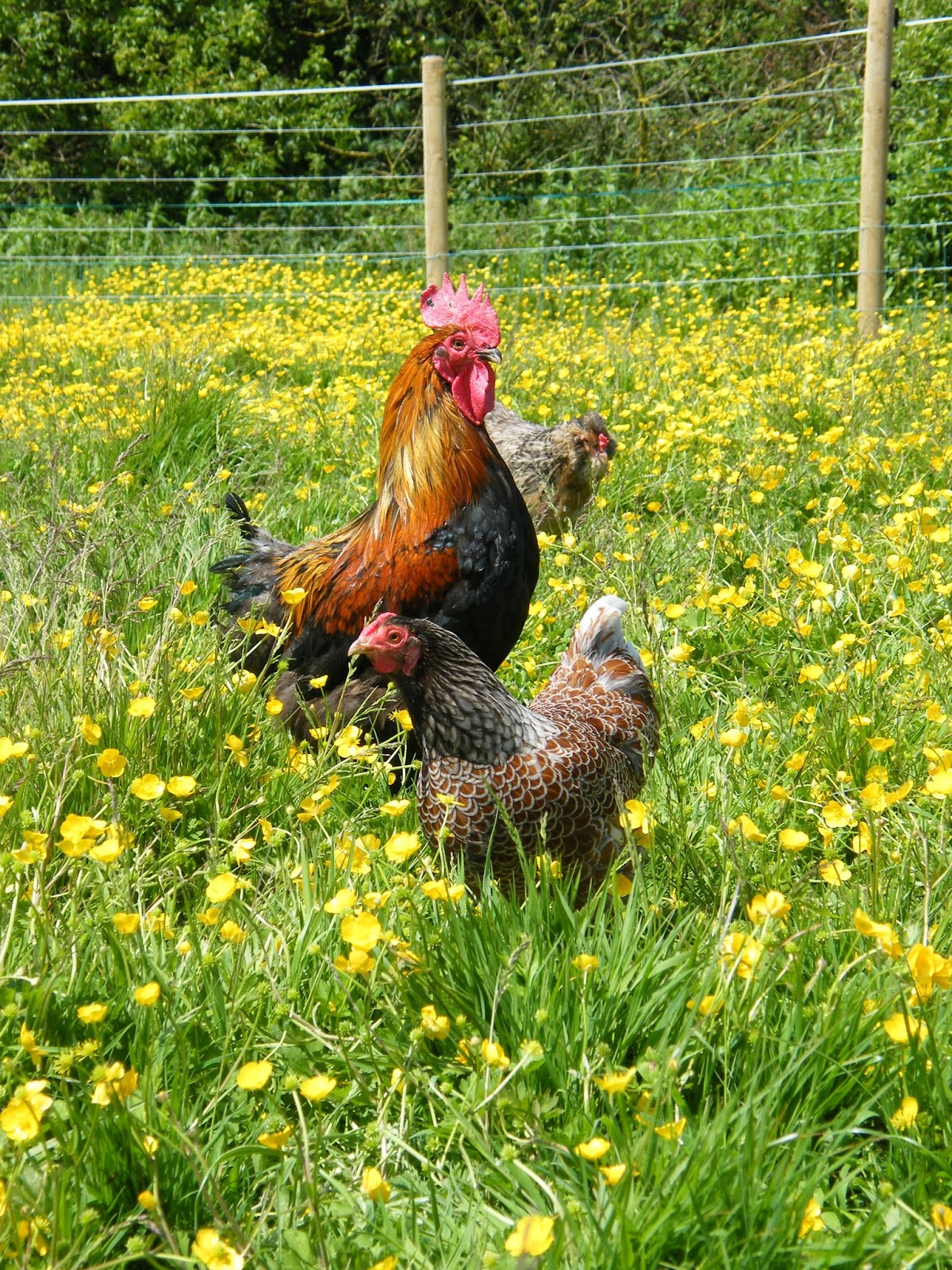 Flyte So Fancy Hens and Hot Weather Some Top Tips