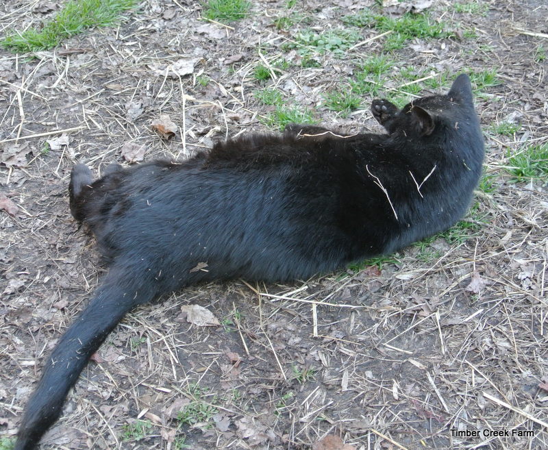 Timber Creek Farm The Care and Feeding of Barn Cats