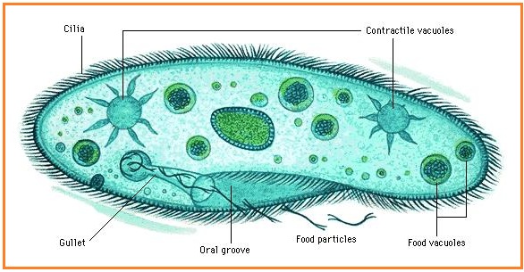 Ekskresi Cacing Tanah