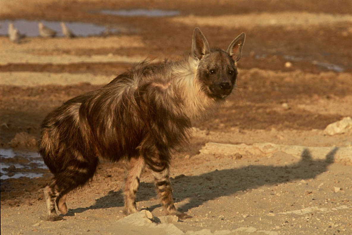 Beautiful dangerous wild animals pets of Africa: Beautiful African