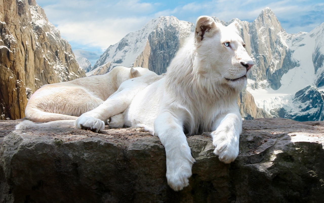 Beautiful_Female_White_Lion_Hd_Desktop_W