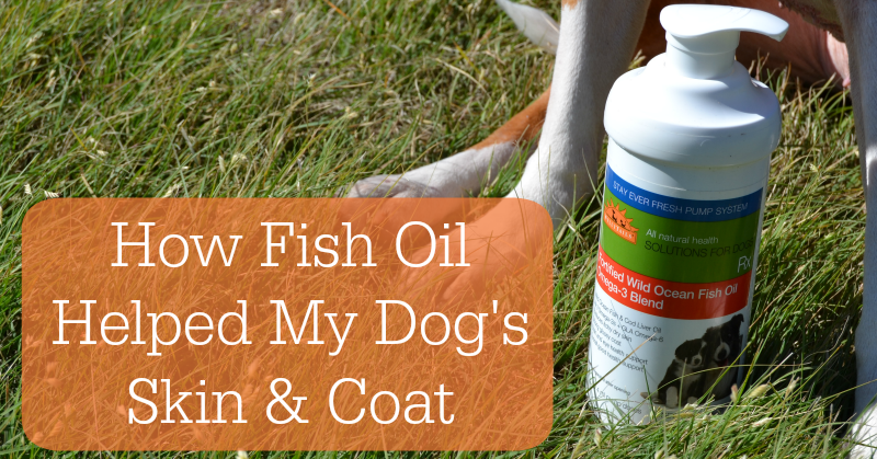Can I Give My Dog Omega Fish Oil Can I Give My Dog Omega Fish Oil