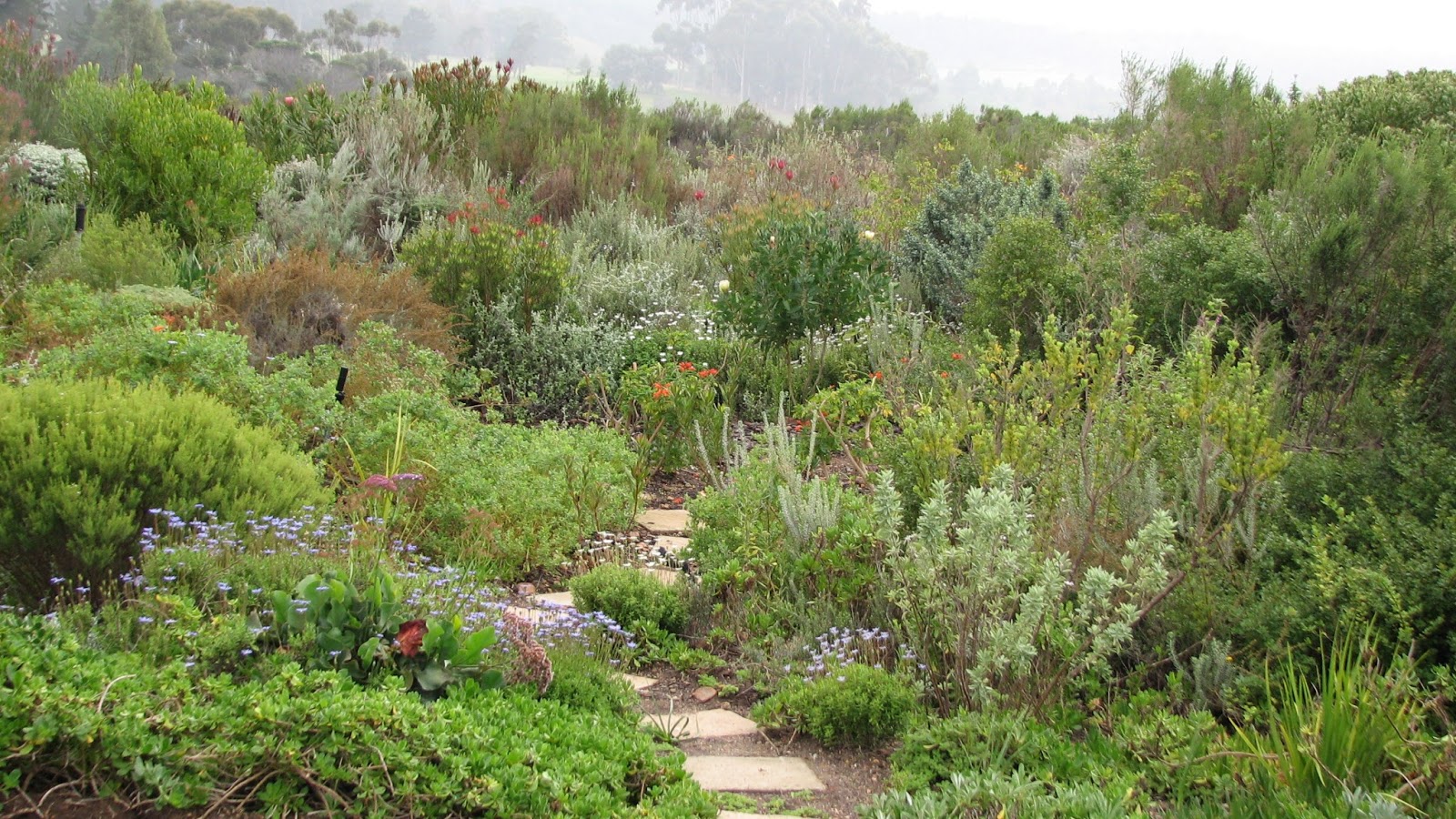 Fynbos Gardens Hermanus May 2013