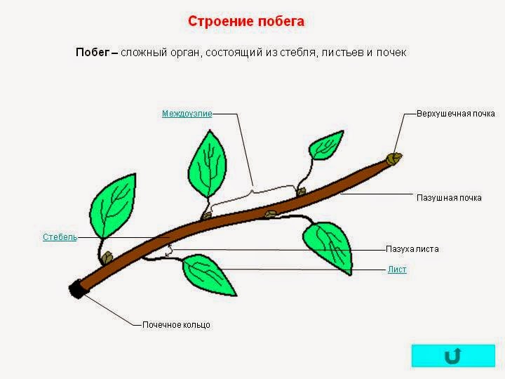 Стебель листья корень цветок лист Стебель листья корень цветок лист