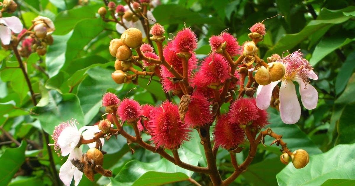 Tips Curing Disease Benefits Of Achiote (Annatto) For Health