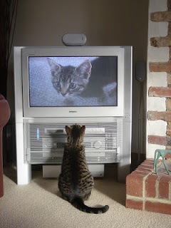 cat watches cat on tv