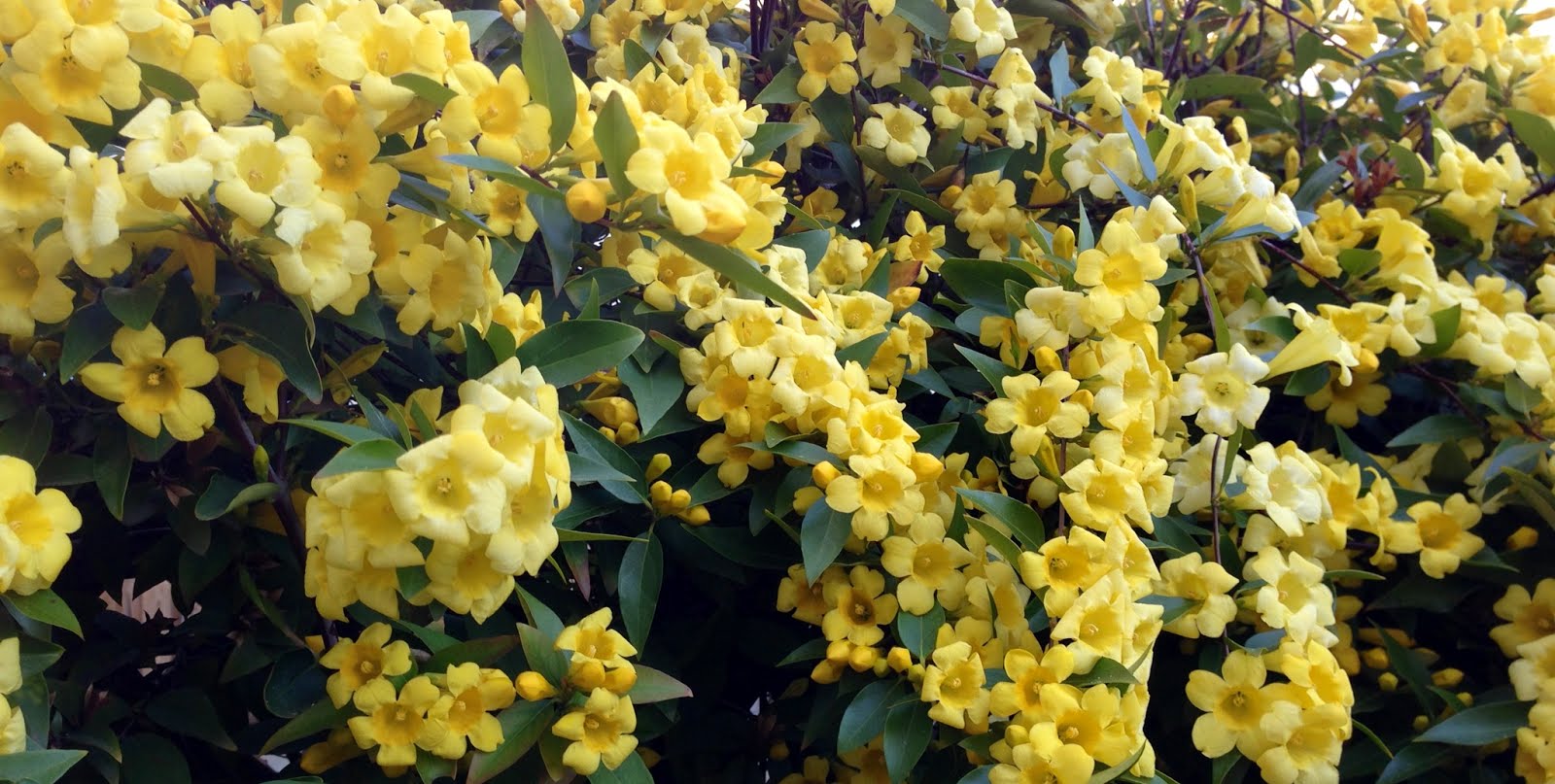 LIT's Living on Capitol Hill (Hell!?) The Yellow Flower Vine Fairyland