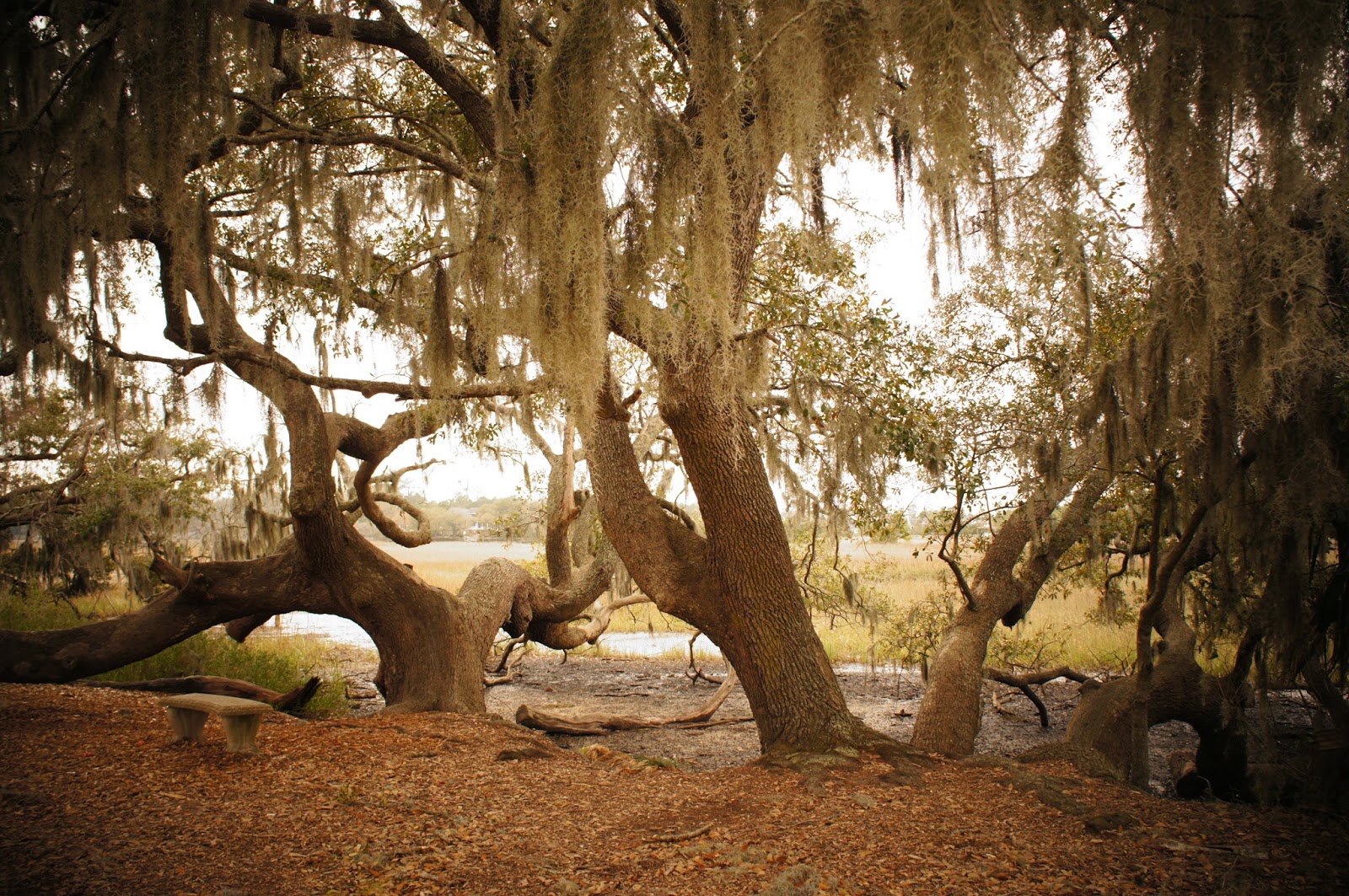 Large old tree public domain picture Large old tree public domain picture