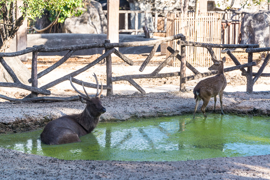 Chiang Mai Zoo. Part Two