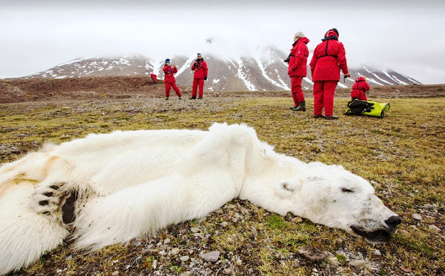 Econcientiza: Se viraliza foto de oso polar muerto por el cambio climático