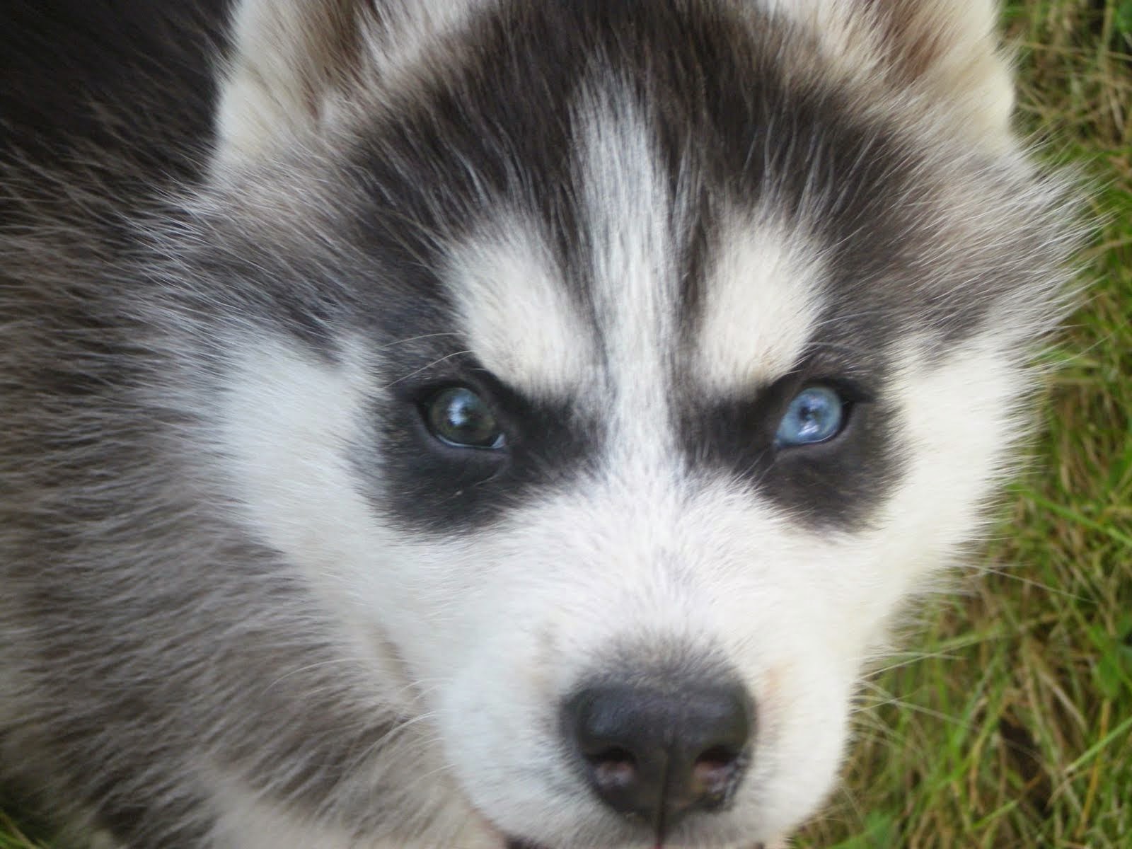 White Wolf 15 Cute Husky Puppy Pictures Are Going To Make Your Day.