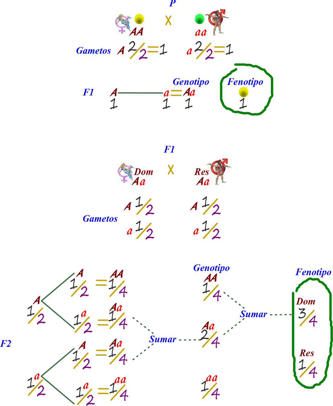 cadenas de markov que es ciencias de joseleg la cadena de markov para el cruce cadenas de markov que es ciencias de joseleg la cadena de markov para el cruce