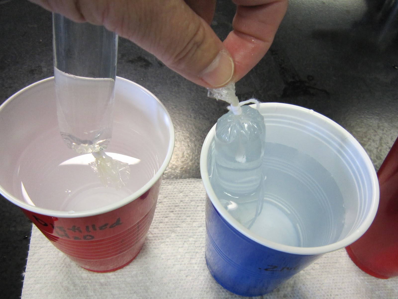 Amy Brown Science FREE Osmosis/Difusion Lab