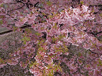 河津桜 河津桜