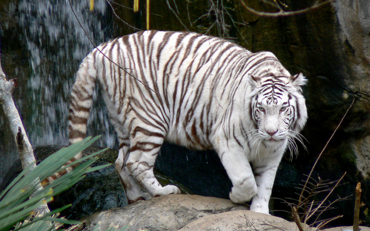 White Tiger HD Wallpapers (High Definition) Free Background