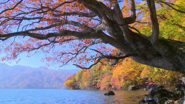 Beautiful Wide Tree River Side Pictures