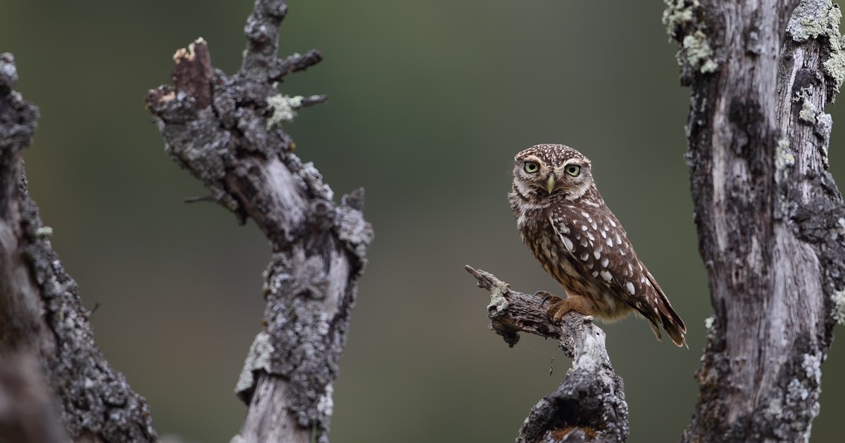 Pescador de aves Mocho galego