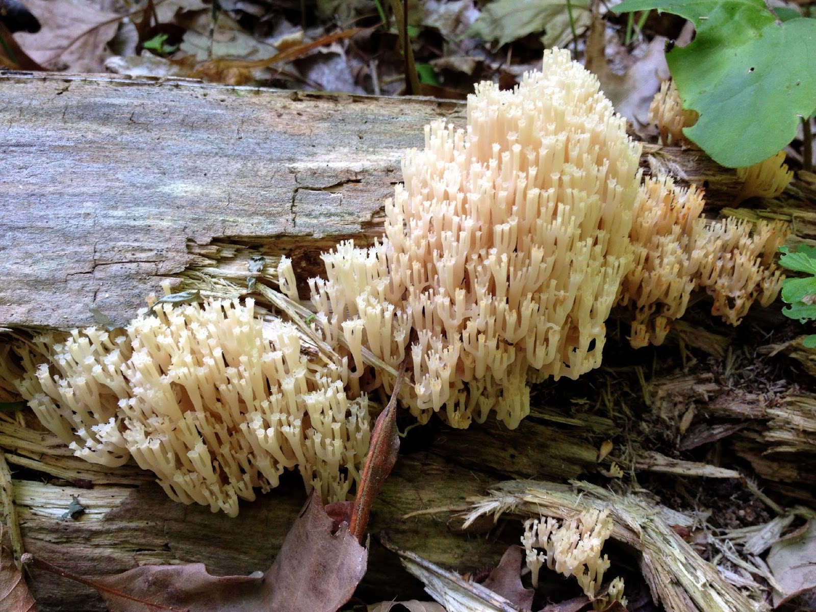Mushrooms The Hidden Gems Of The Forest Matthaei Botanical Gardens And Nichols Arboretum