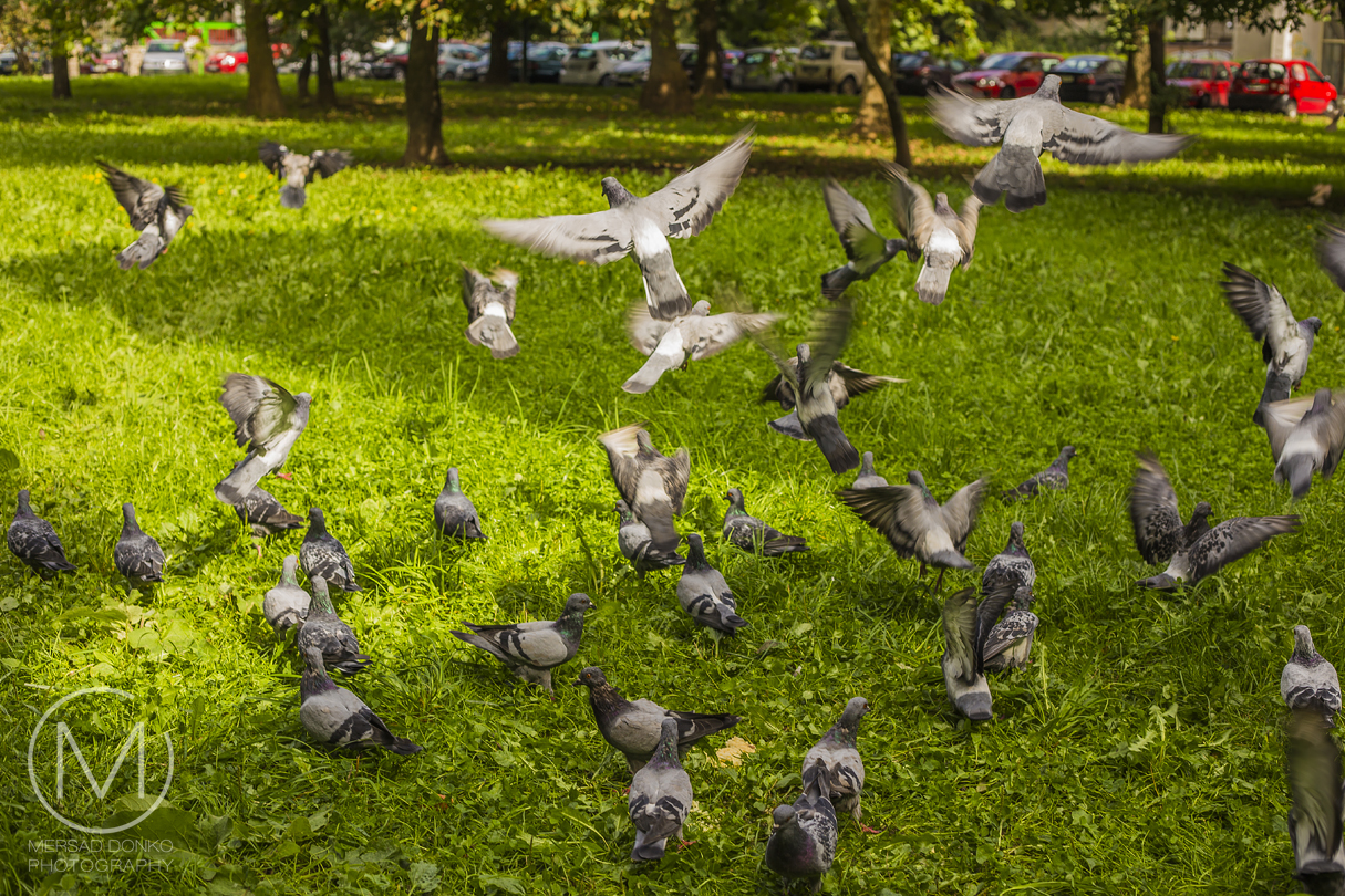Birds in the Park Mersad Donko Photography