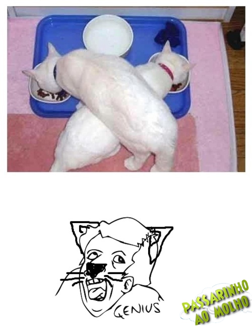 gato,+genius.jpg