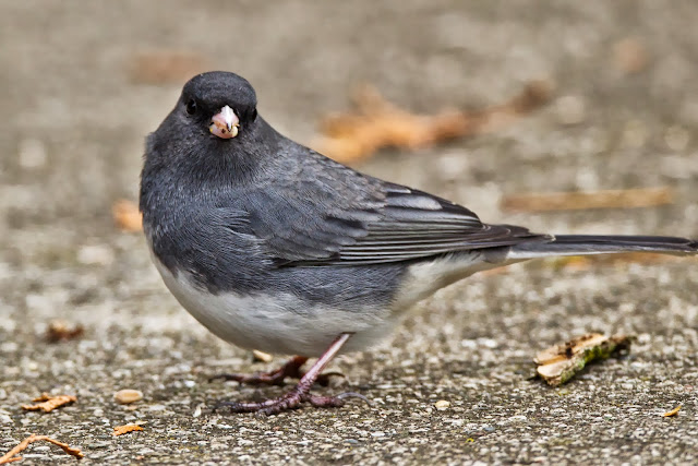 feather tailed stories dark eyed junco feather tailed stories dark eyed junco