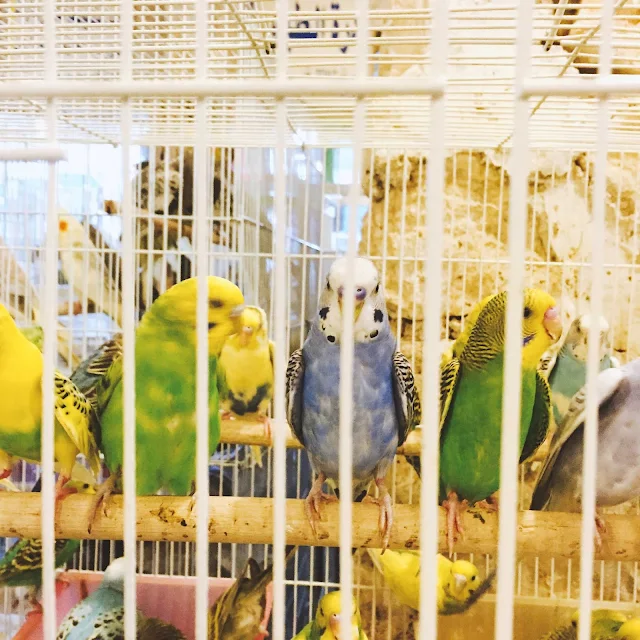 Birds and parrots at Souq Waqif in Doha Qatar
