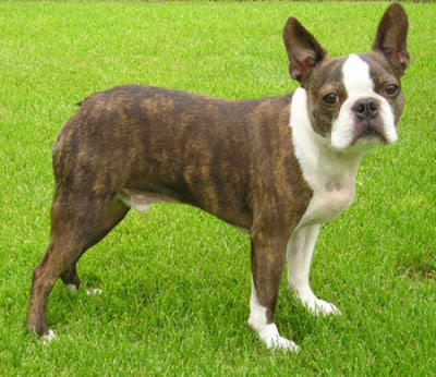 Boston Terrier Puppies on Boston Terrier Puppies Pictures   Puppies Dog Breed Information Image