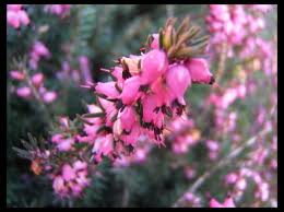 Mirabiland Bijoux Le Blog Le Langage Et La Signication Des Fleurs