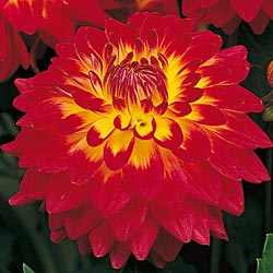 75% off Summer Blooms at Breck\'s - See Mom Click® 75% off Summer Blooms at Breck\'s - See Mom Click®