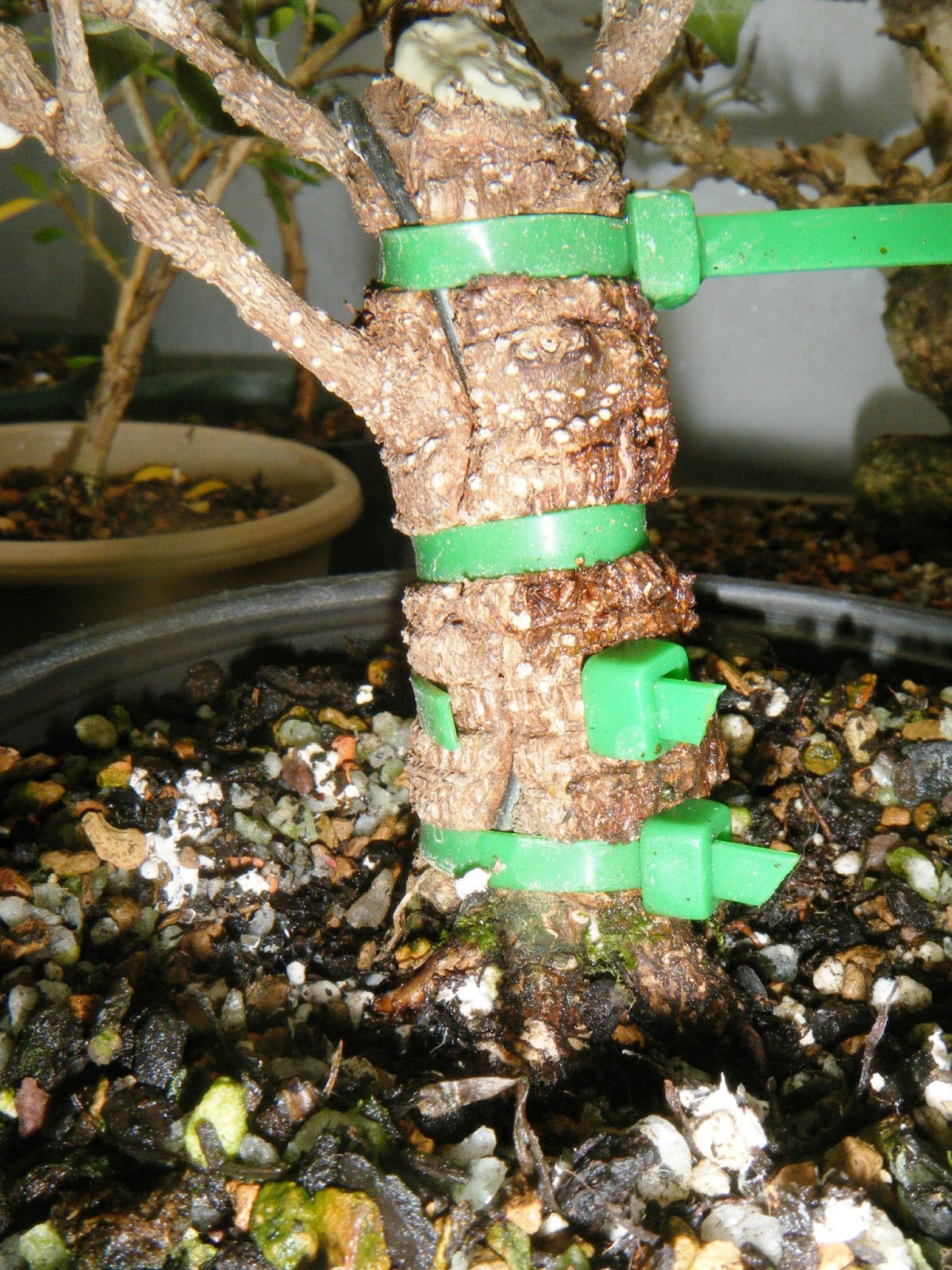 Bonsai in Hoosierland TrunkFusion Project A Progress Report