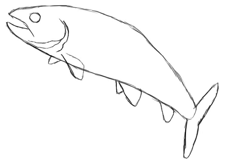 How To Draw A Fish - Draw Central