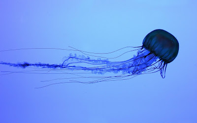 صـــور: أخطر 10 مخلوقات في العالم  Box+jellyfish+01