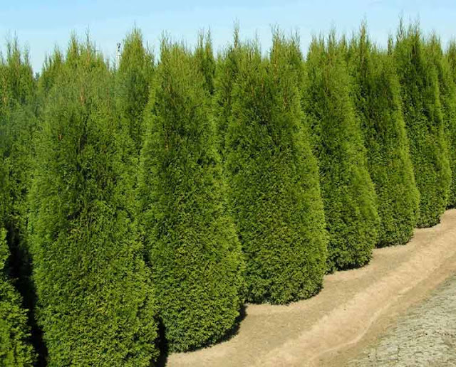 Arbor Vitae Tree Arbor Tool Galleries