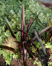 Eucomis “Oakhurst”-Purple Pineapple Lily