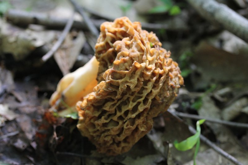 Vermont Wild Edibles Morels & Lobster Mushrooms found in Vt