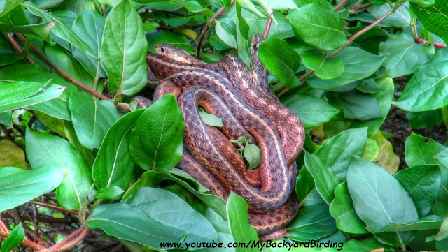 Garter Snake Mating Ball