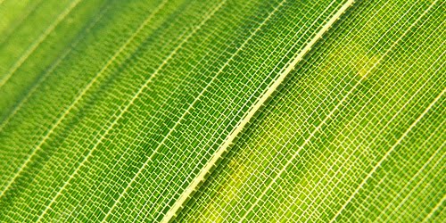 15+ Free Leaf Green Brown Textures Download