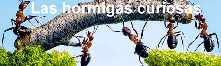 Las hormigas curiosas