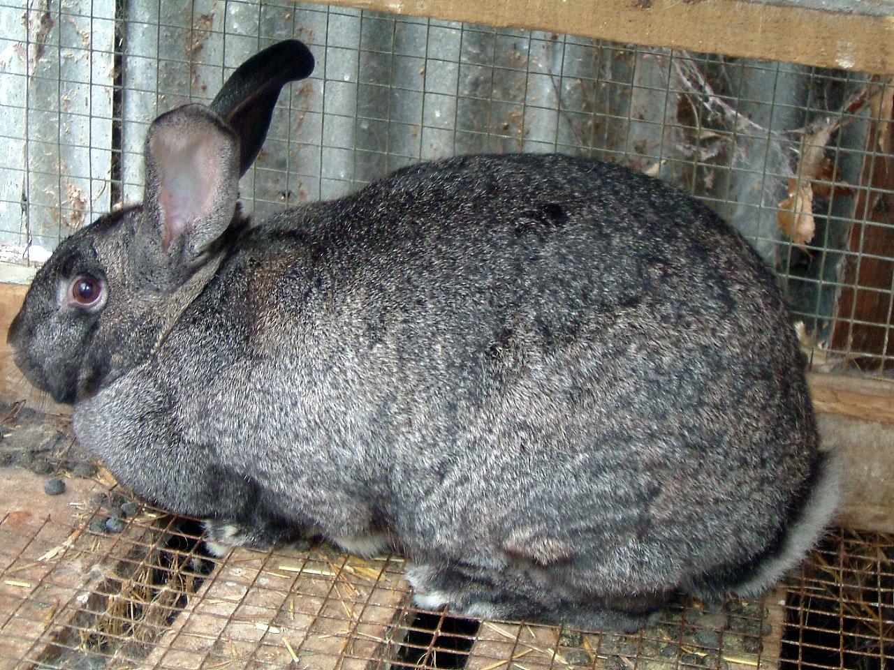 Are Chinchilla Rabbits Good Pets at Andrew Bailey blog