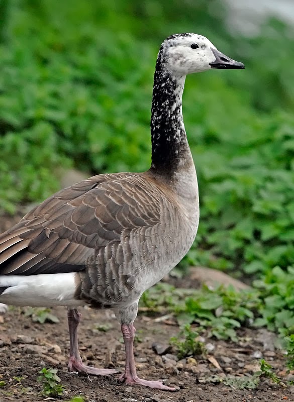 canada goose hybrid canada goose hybrid