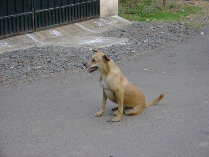 Chennai City Pictures Street Dogs of Chennai