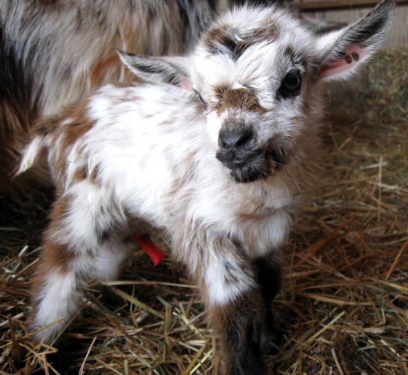 folktale: New baby goats!